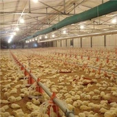 Efficiente sistema di alimentazione automatica della padella per polli da carne
