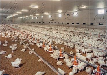 Prezzo dell'attrezzatura per pollame del sistema di alimentazione completamente automatico della padella per polli da carne