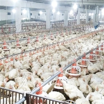 Come stabilire la purezza dell'acqua per la gestione dei polli da carne