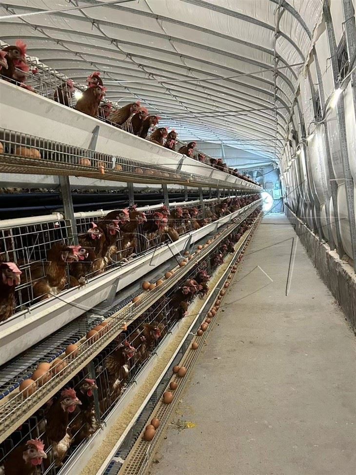 h layer cage