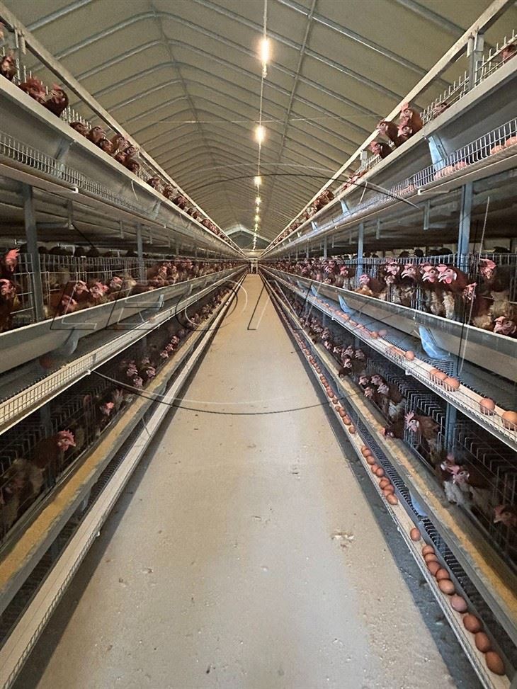 layer cage h type