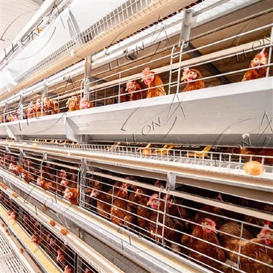 Allevamento automatico di pollame con gabbia per polli di tipo H