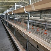 Gabbia per polli da carne di tipo H a 4 livelli