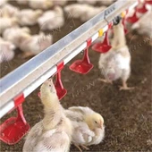 Sistema automatico di abbeveraggio del pollo